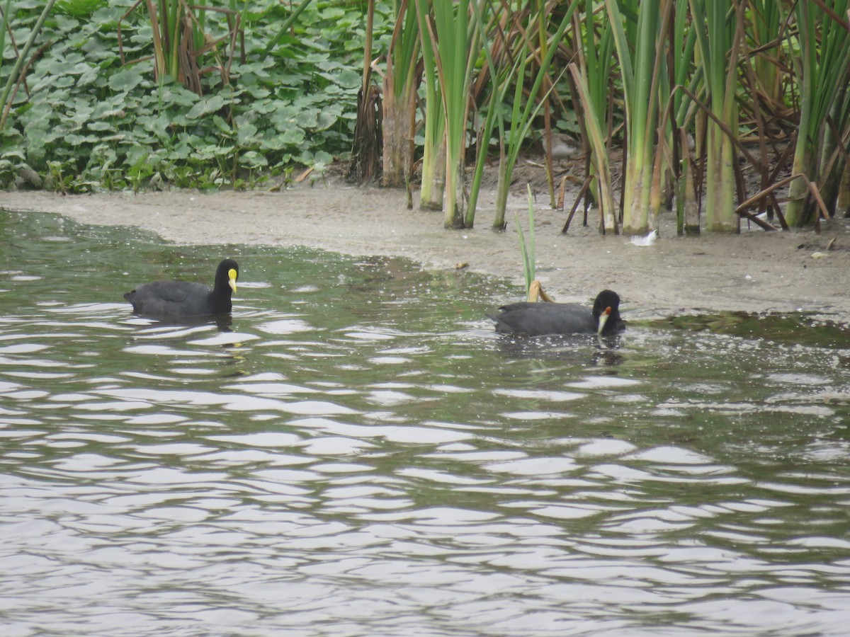 White-winged Coot - ML376110951