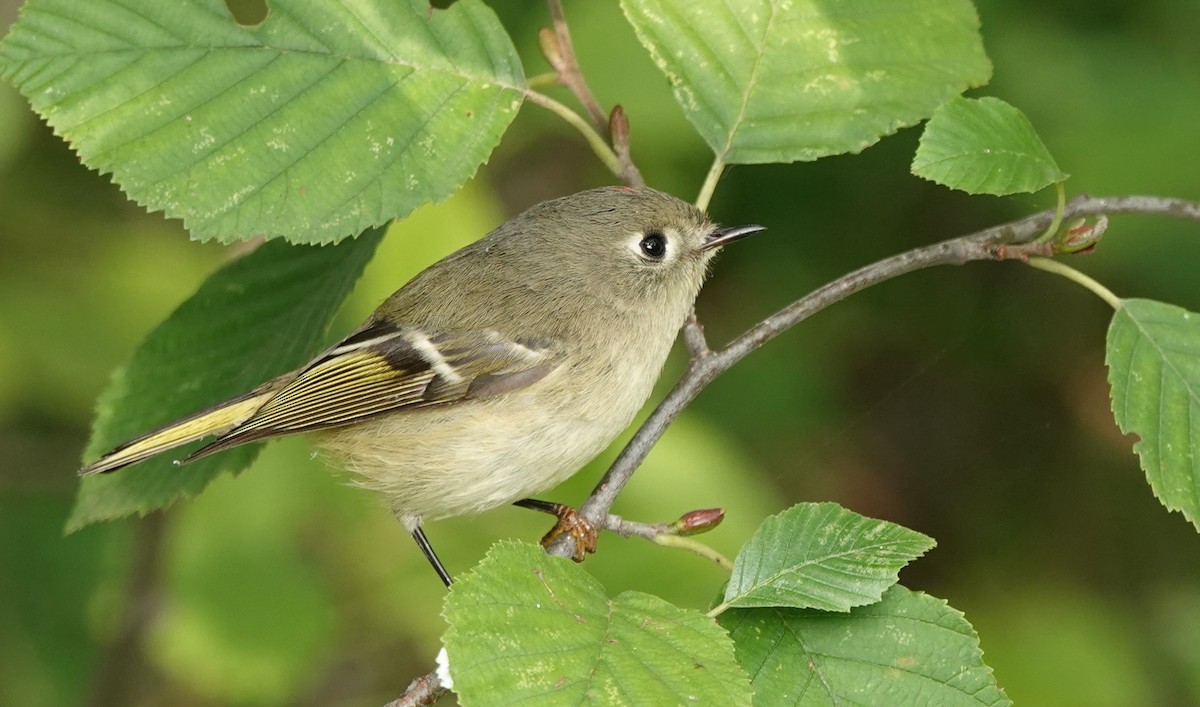 Ruby-crowned Kinglet - Mary Kvasnic