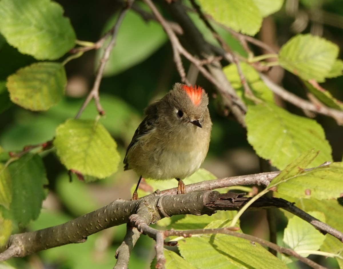 Ruby-crowned Kinglet - Mary Kvasnic