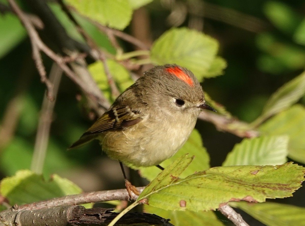 Ruby-crowned Kinglet - ML376113251