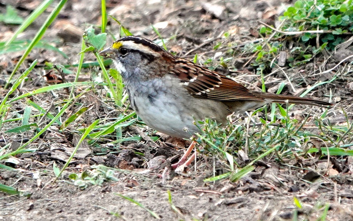 White-throated Sparrow - ML376114181