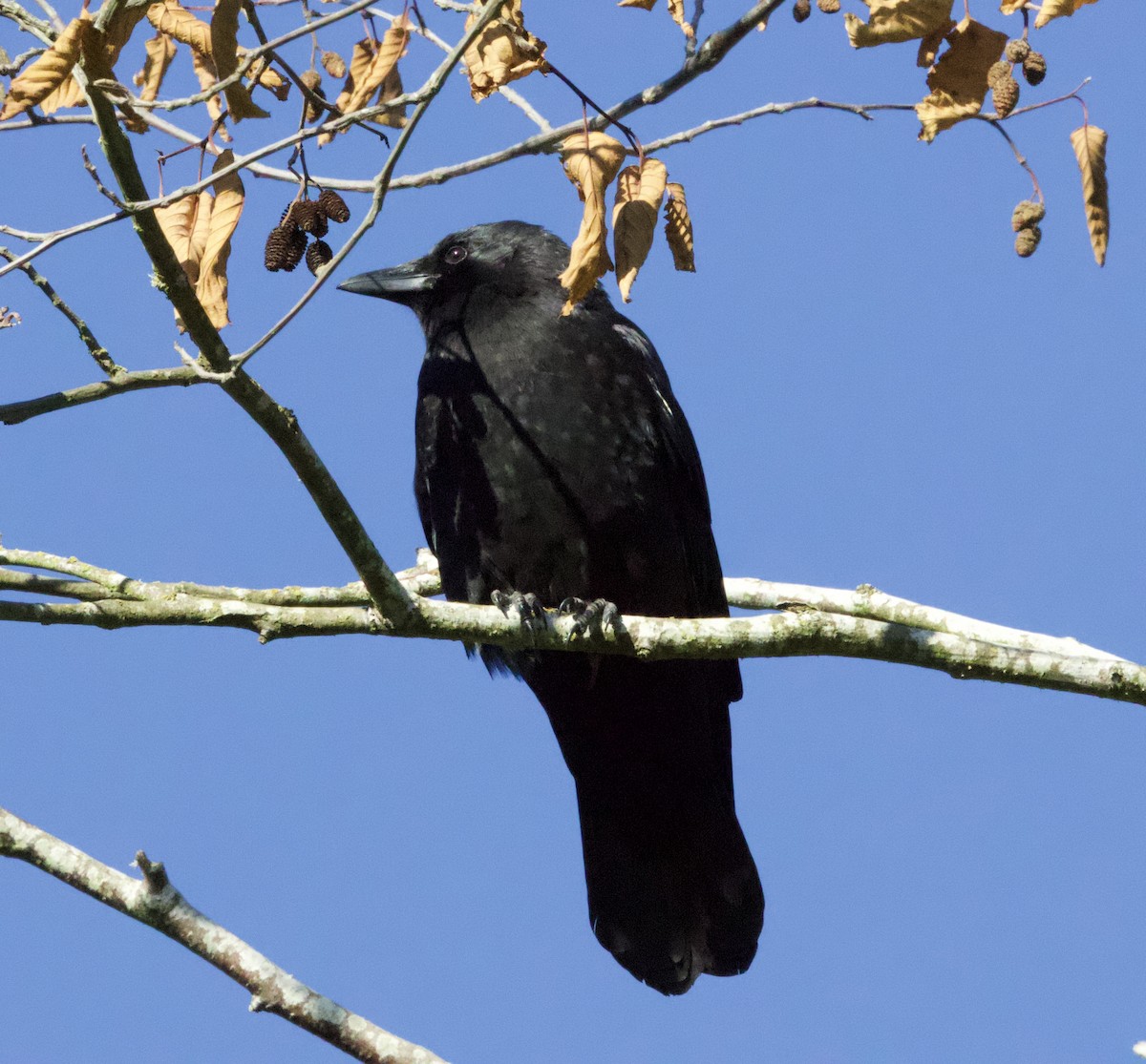 American Crow - ML376117611