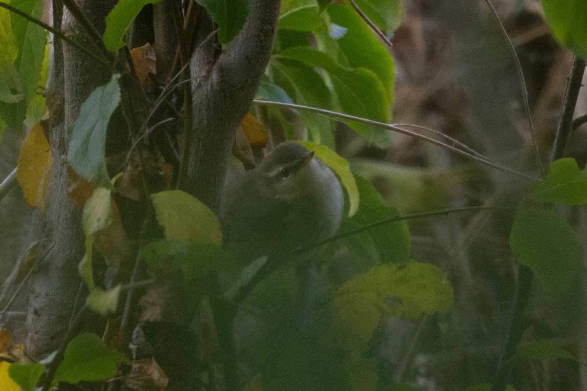 Mosquitero Sombrío - ML376117811