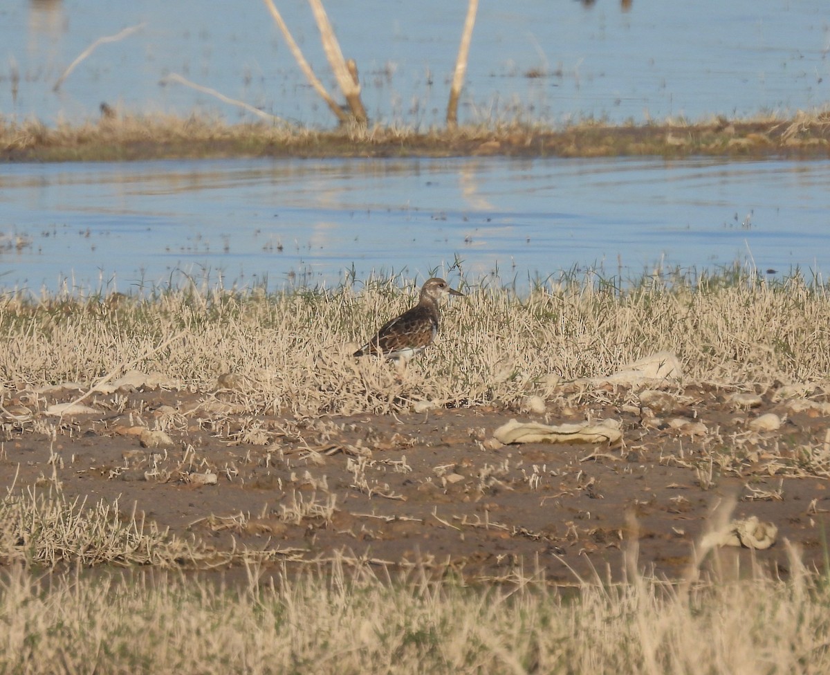 Ruddy Turnstone - ML376117961