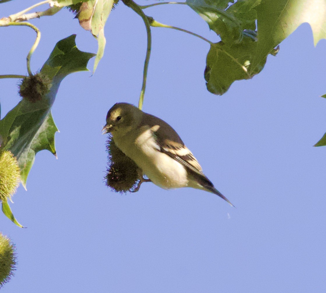 American Goldfinch - ML376118221