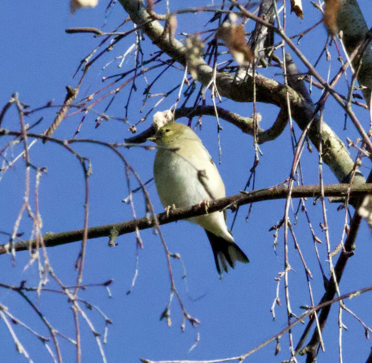 American Goldfinch - ML376118831