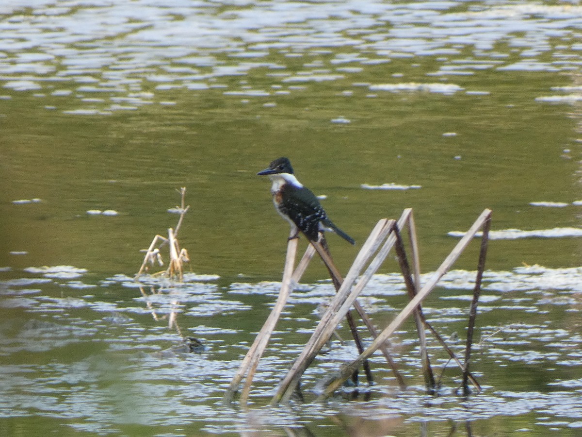 Green Kingfisher - ML376119271