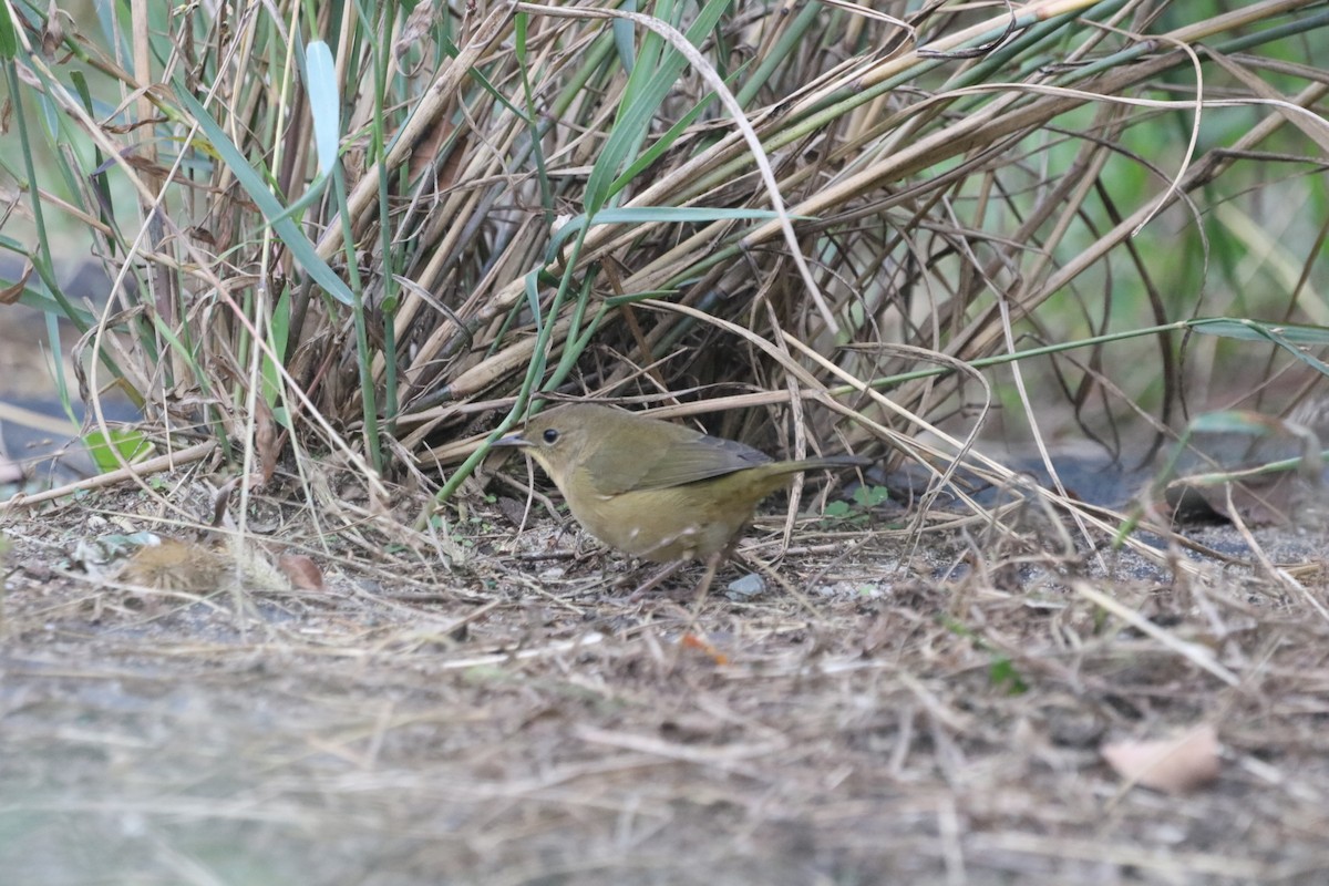 Common Yellowthroat - ML376119841