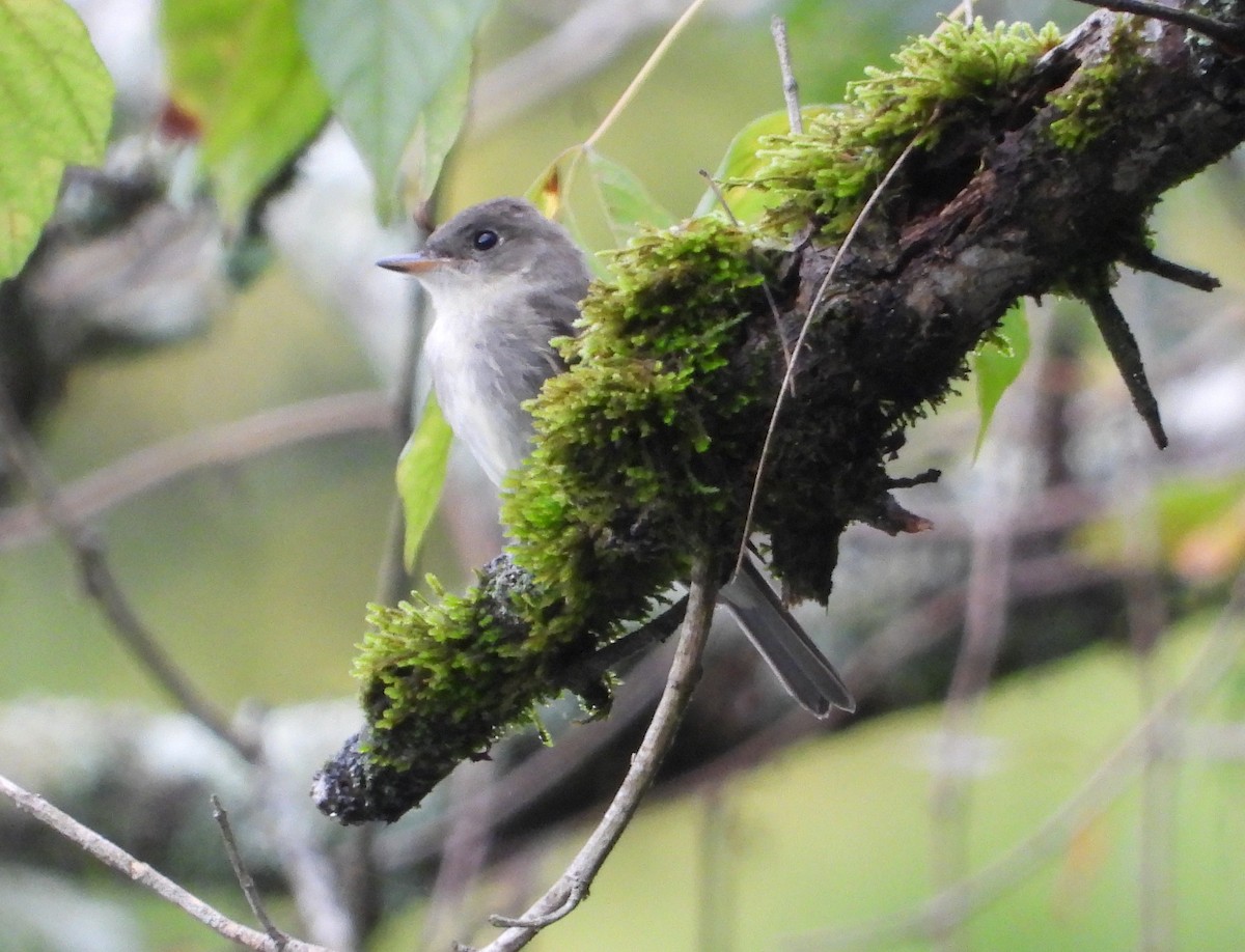 Eastern Wood-Pewee - ML376120101