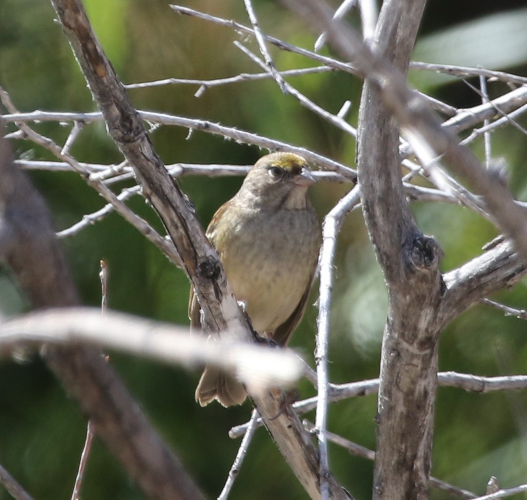Golden-crowned Sparrow - ML376122191