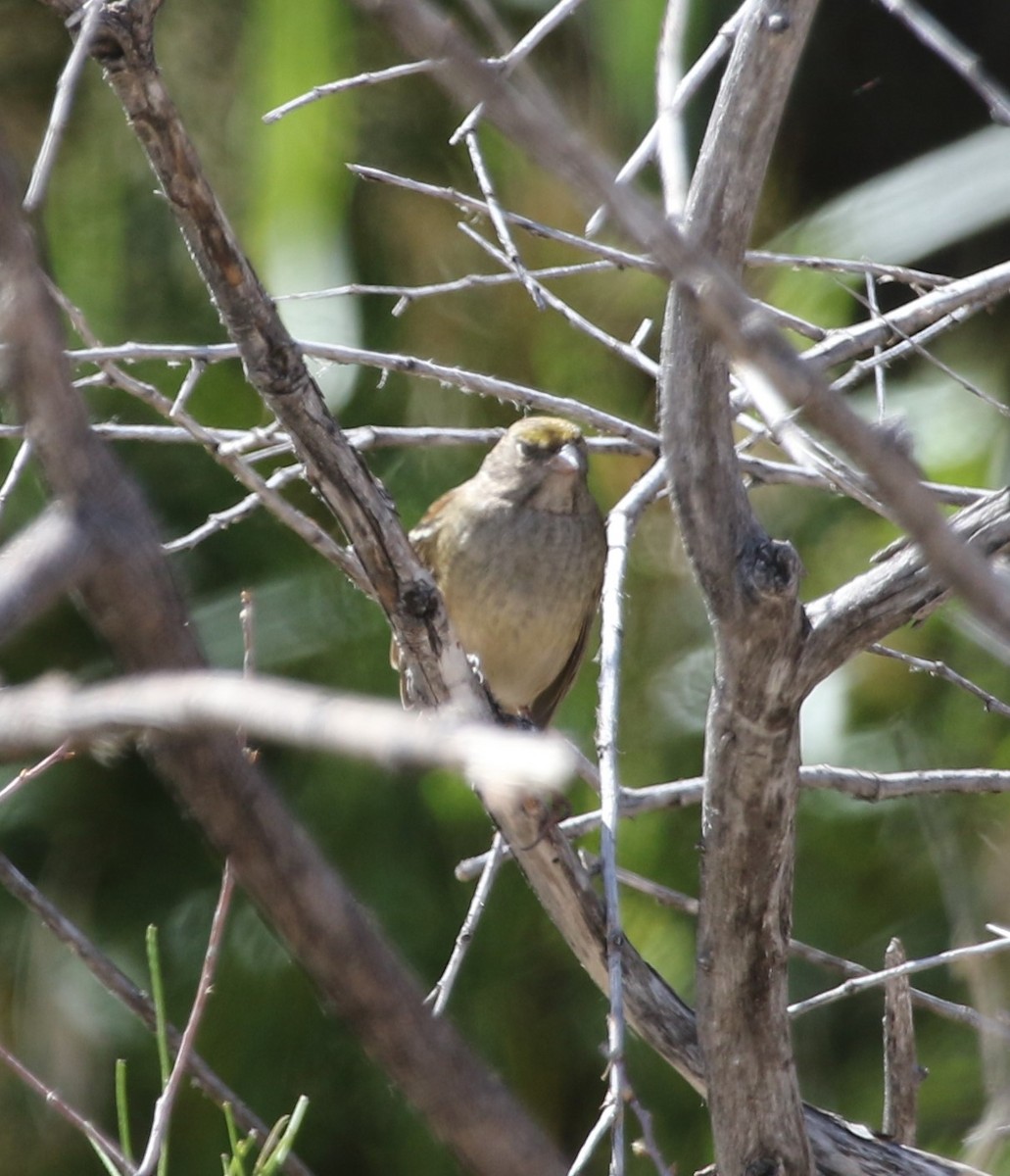 Golden-crowned Sparrow - ML376122211
