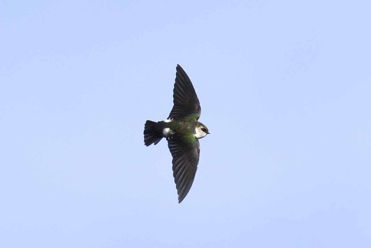 Violet-green Swallow - Max Brodie