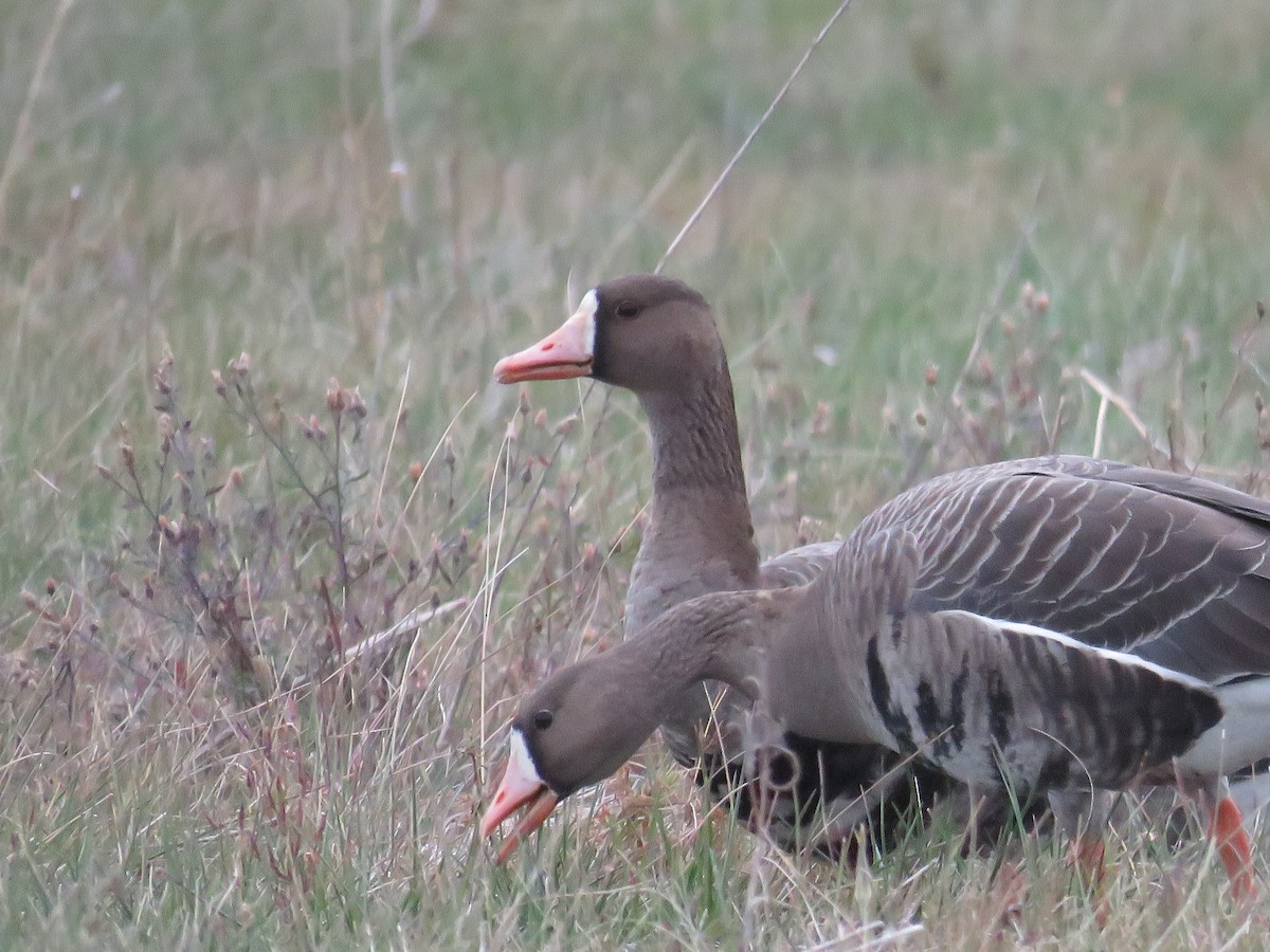 Greater White-fronted Goose - ML376123831