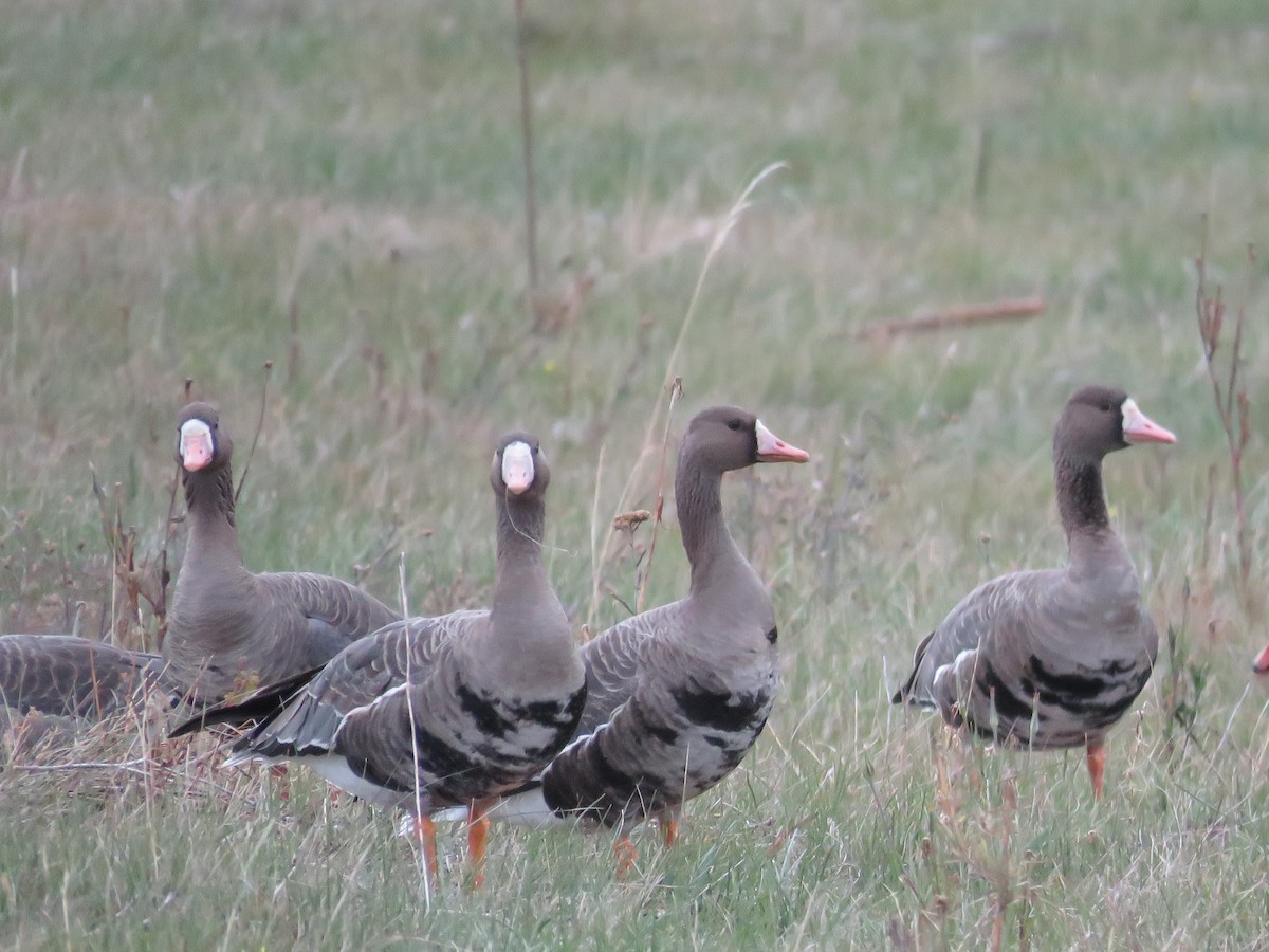 Greater White-fronted Goose - ML376123851