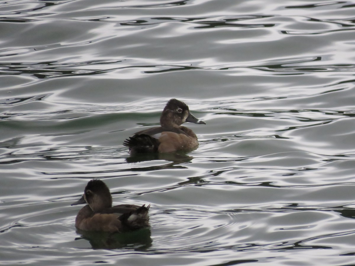 Ring-necked Duck - ML376123961