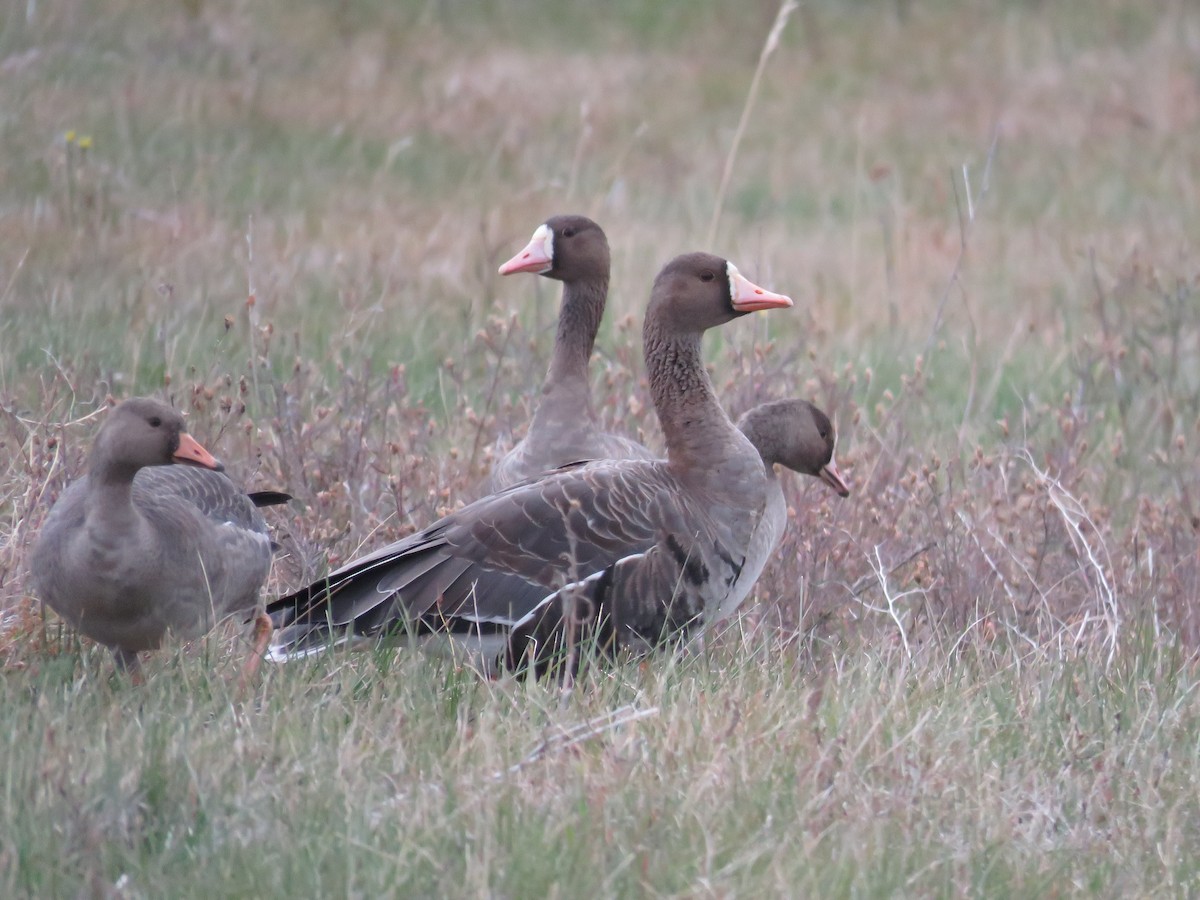 Greater White-fronted Goose - ML376124171