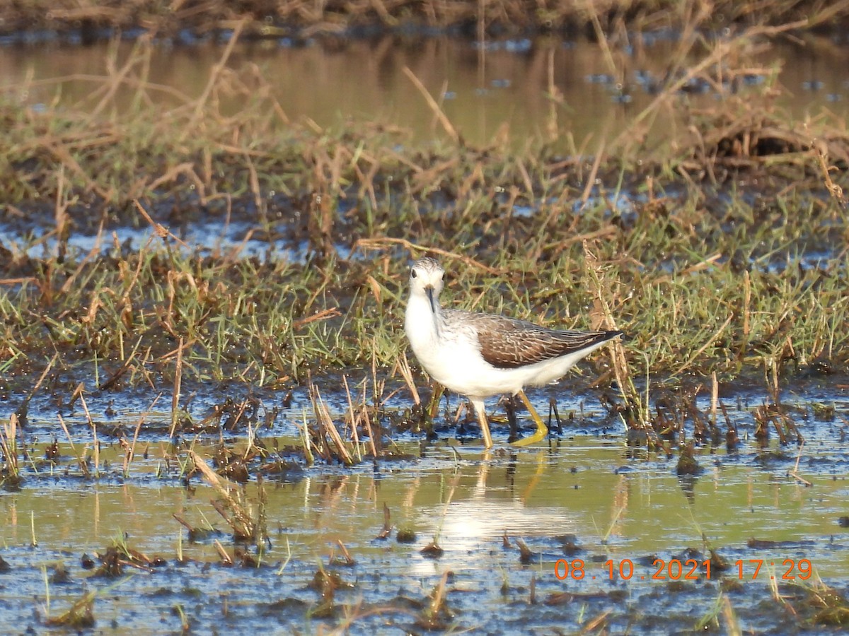 Marsh Sandpiper - Trevor Oliver