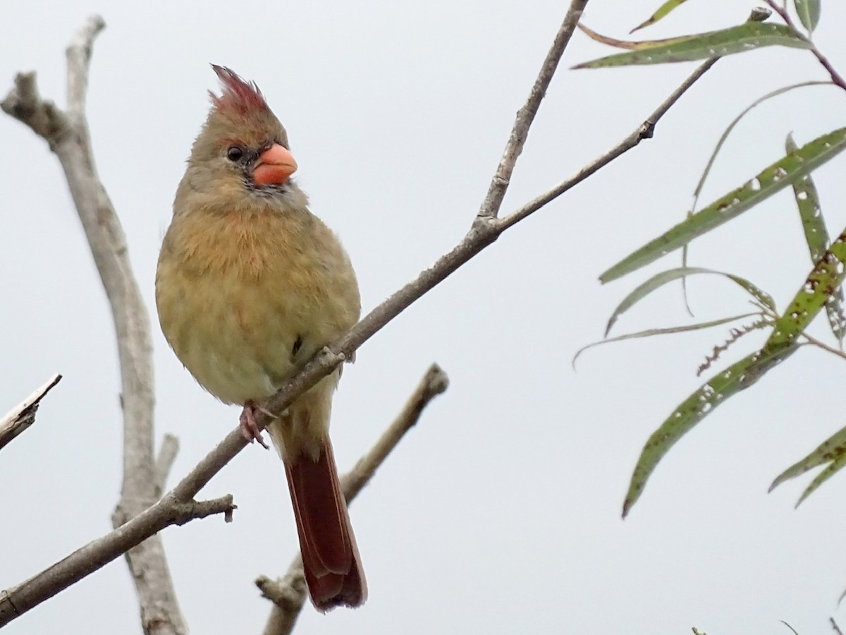 Northern Cardinal - ML376125231