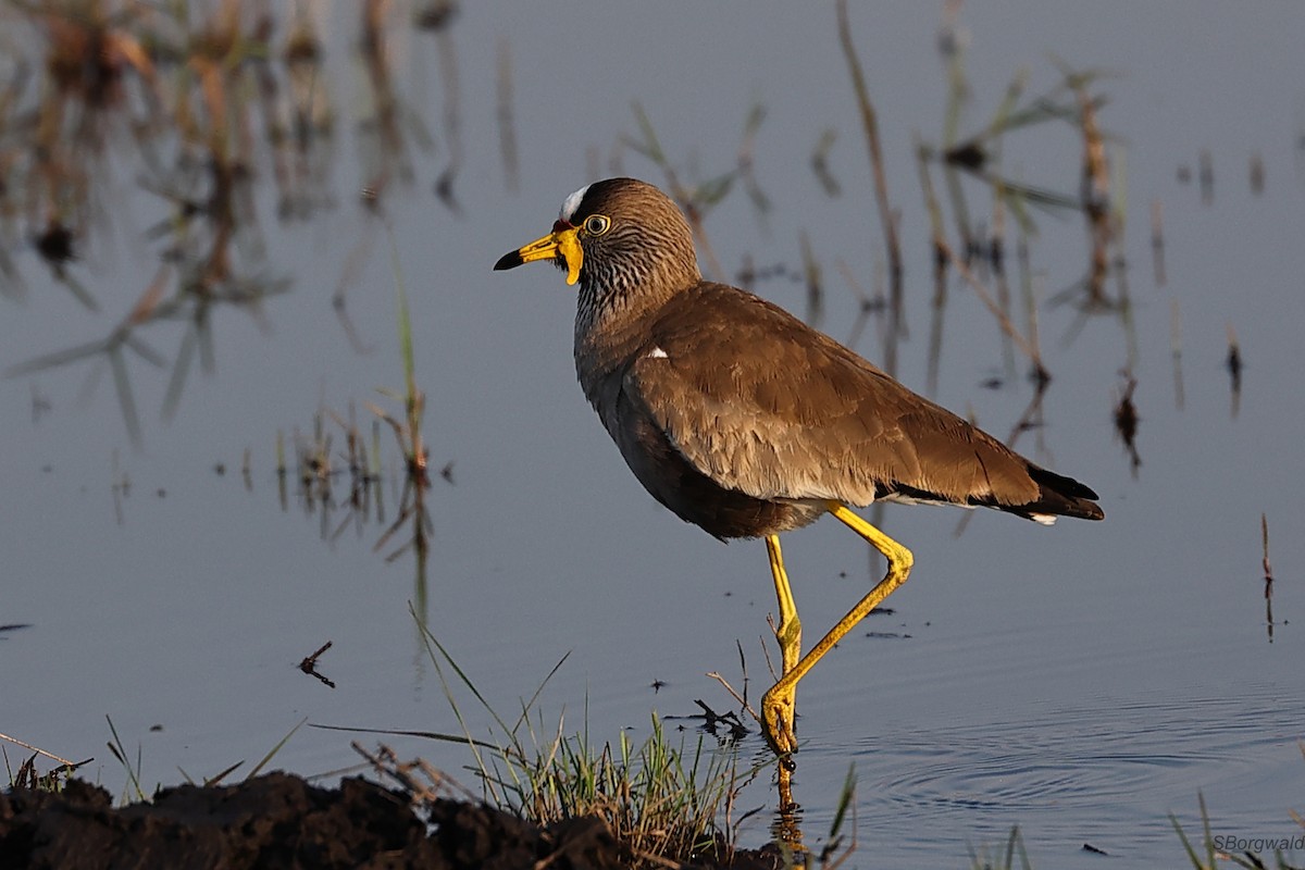 Wattled Lapwing - Steve Borgwald