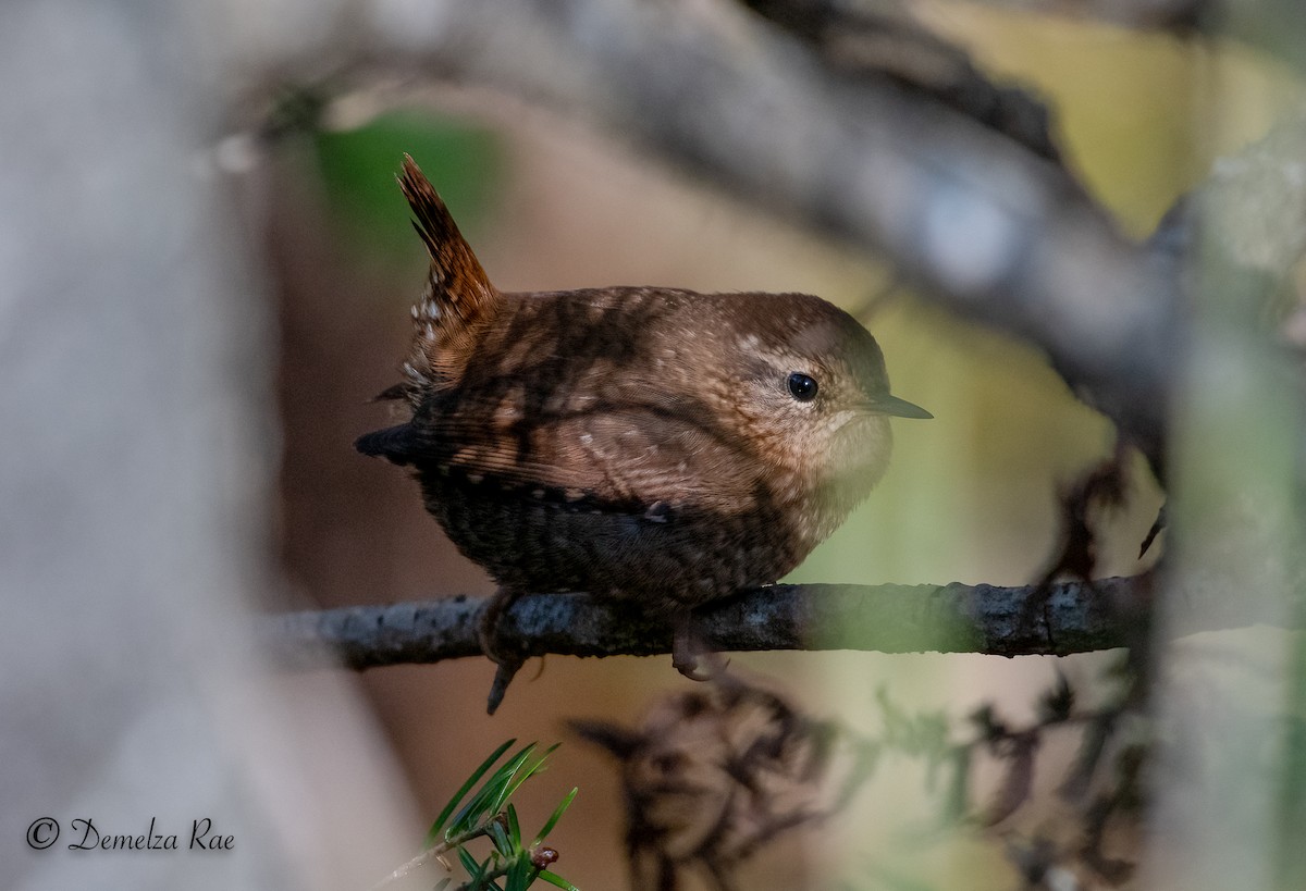 Winter Wren - ML376128981