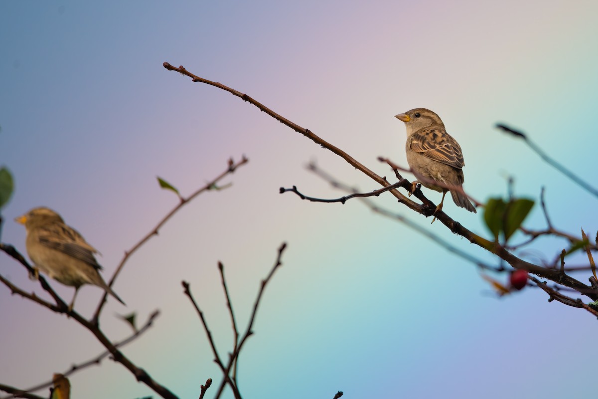 House Sparrow - Matthew Dolkart