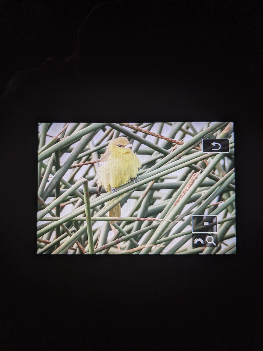 Orchard Oriole - ML376132351