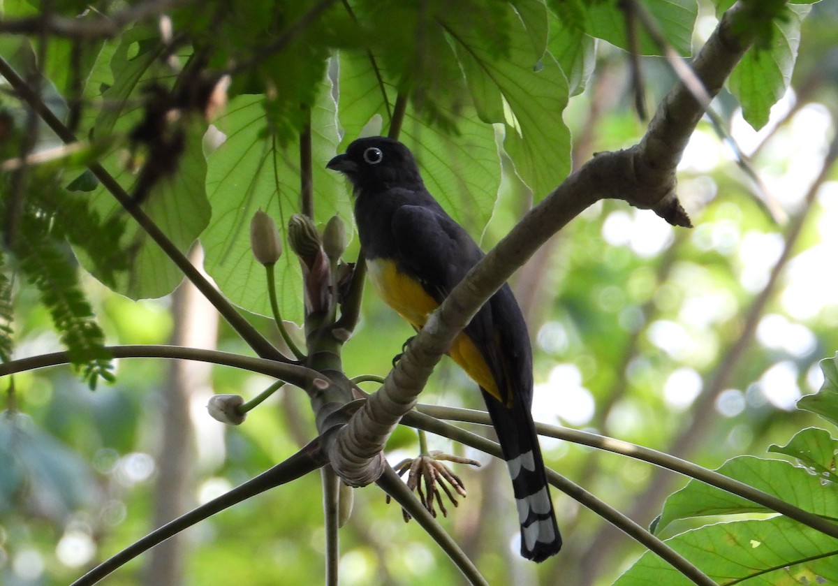 Kara Başlı Trogon - ML376132961