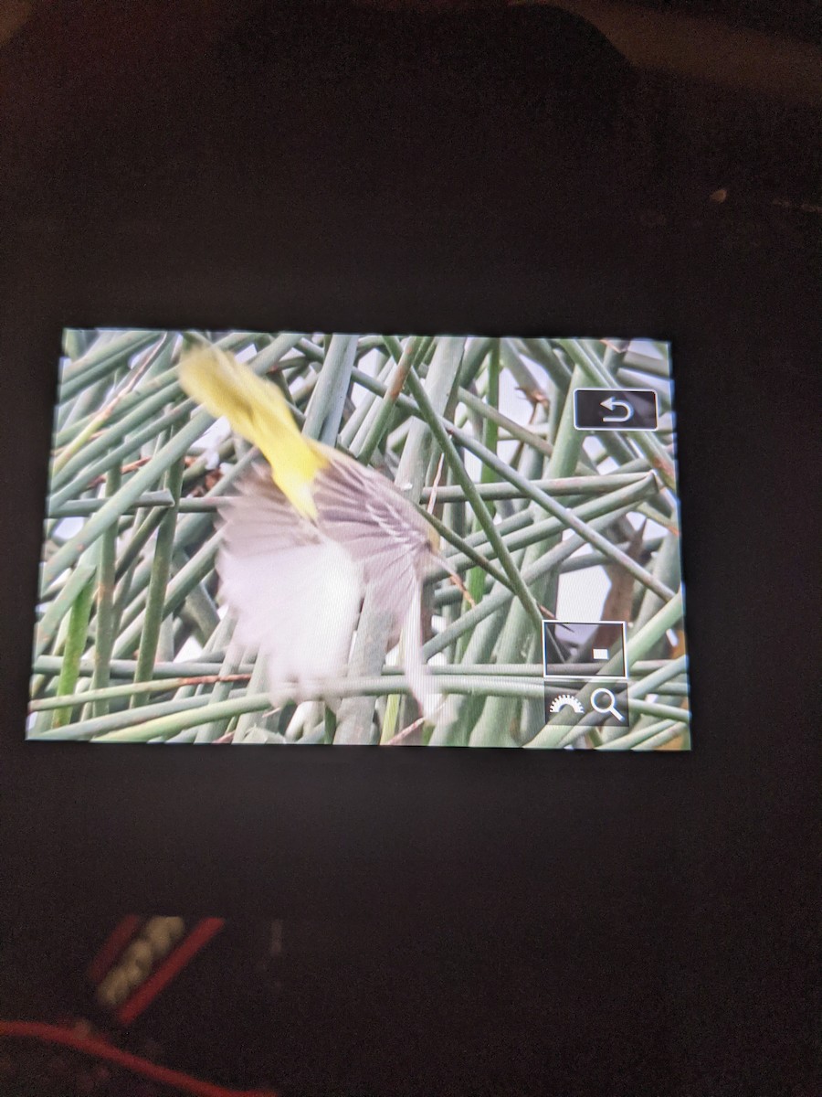 Orchard Oriole - ML376133061