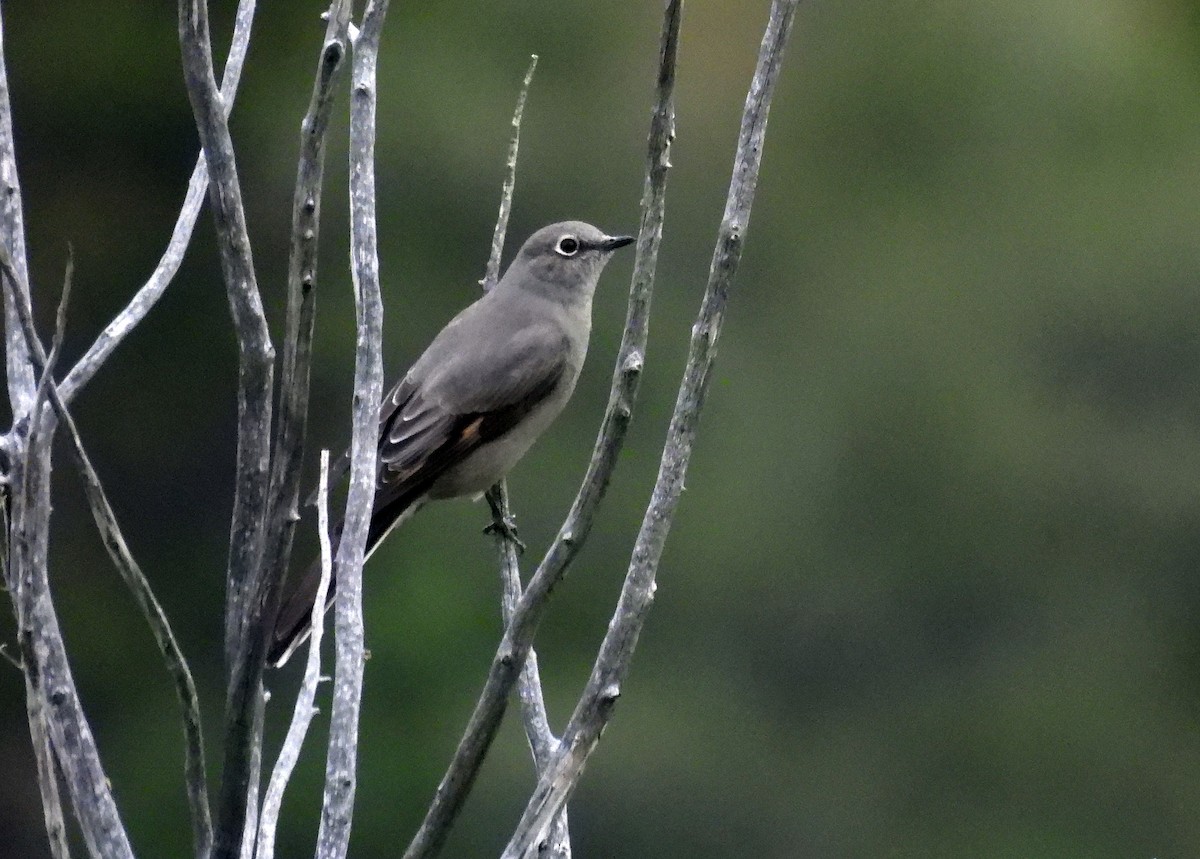 Townsend's Solitaire - ML376133441