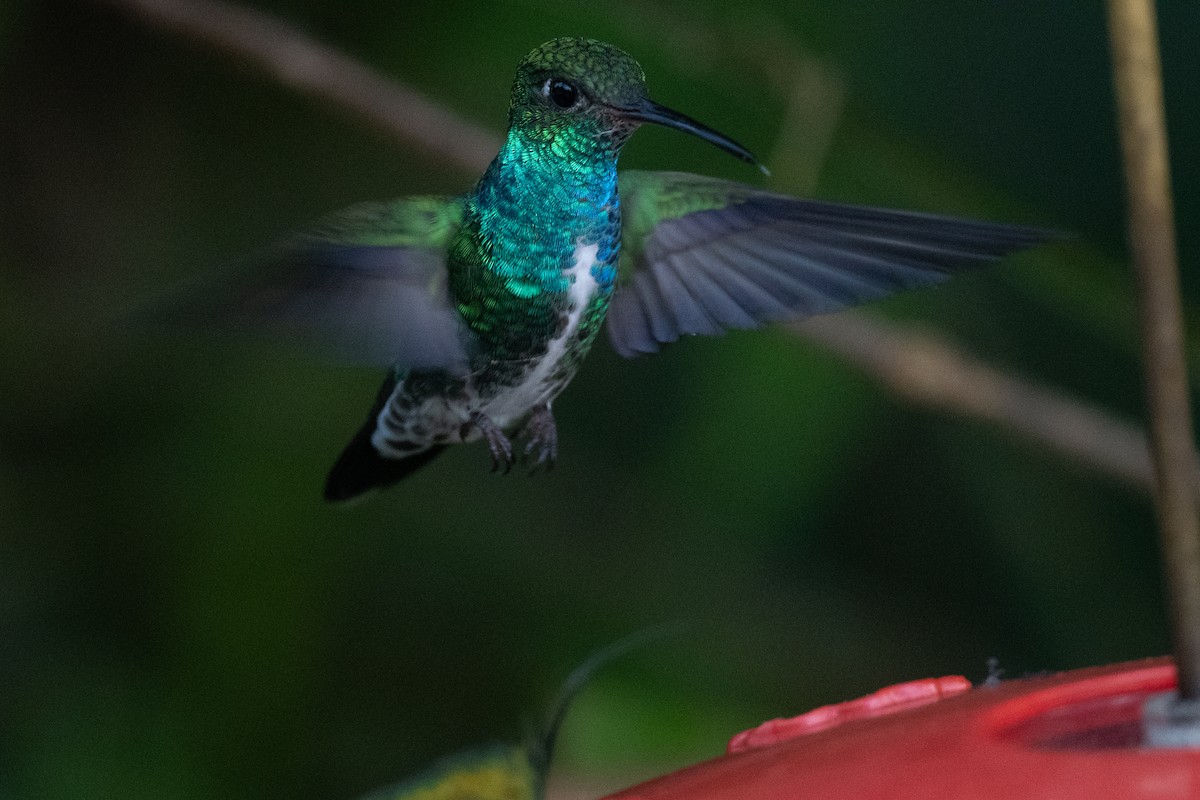 Glittering-throated Emerald - ML376133901