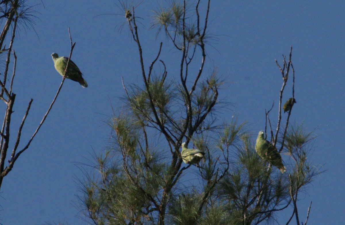 Gray-cheeked Green-Pigeon - ML376134921