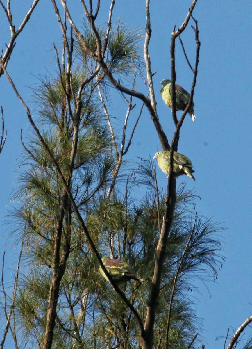 Gray-cheeked Green-Pigeon - ML376135181