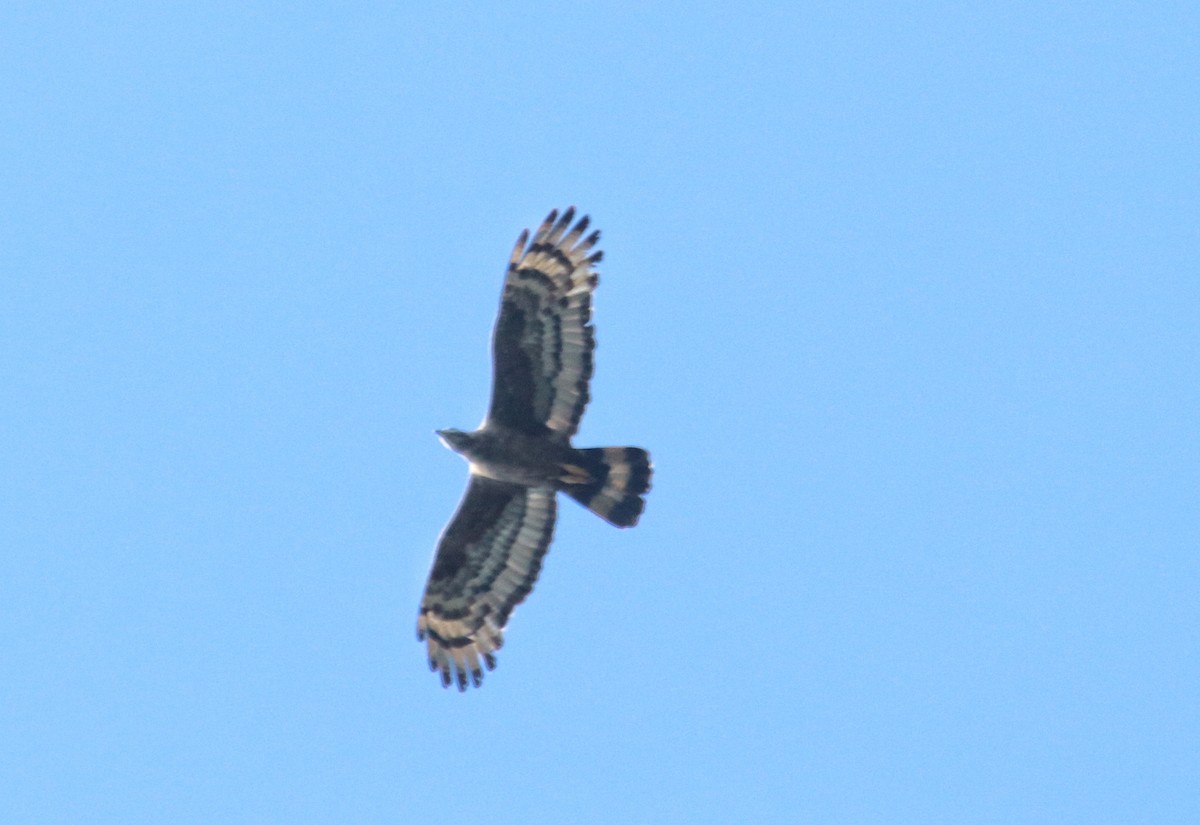 Oriental Honey-buzzard - ML376135271