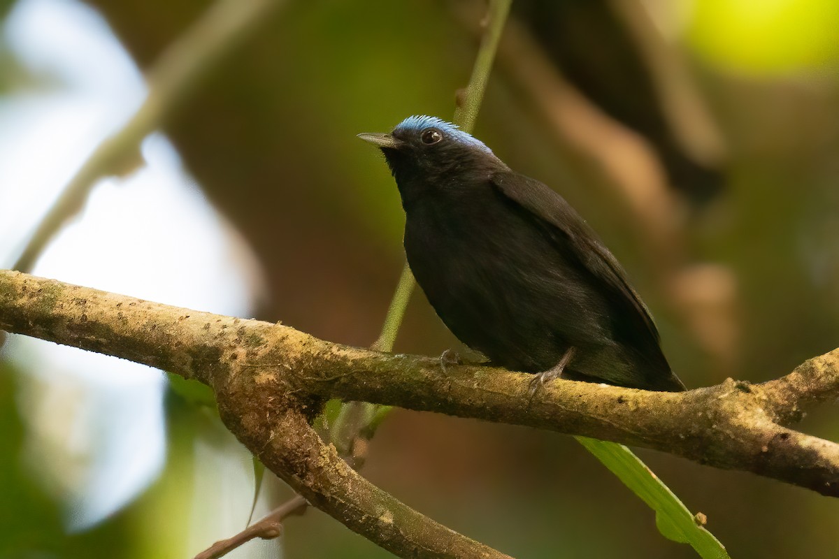 Blue-capped Manakin - ML376138181