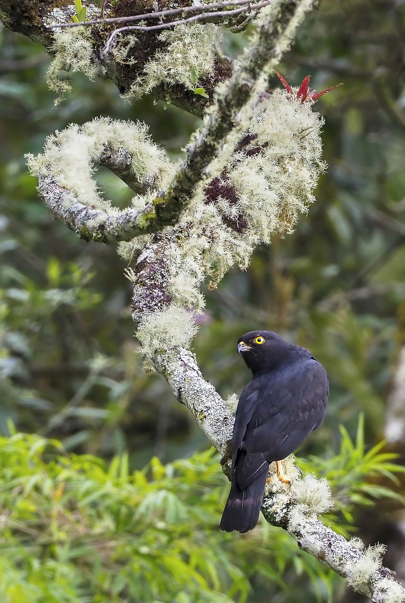 Белопоясничный канюк - ML376138661