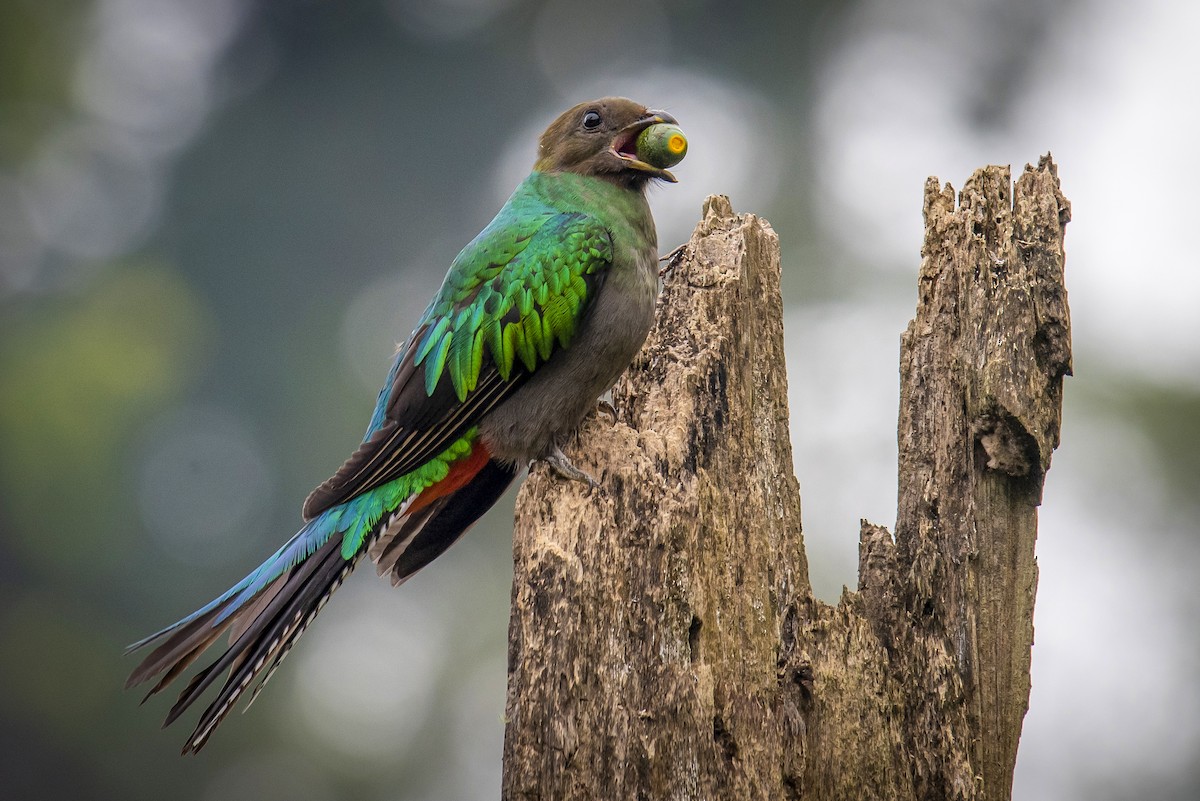 Resplendent Quetzal - Luca Sicuro