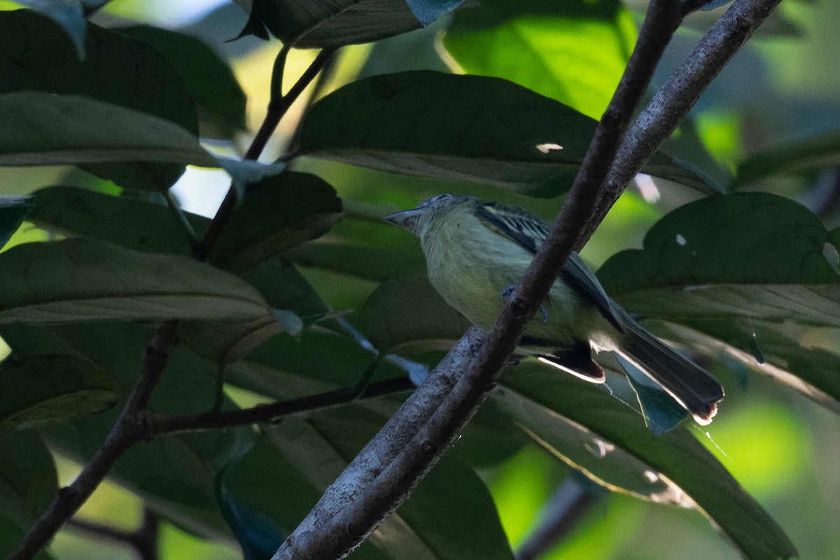 Yellow-margined Flatbill (obscuriceps) - ML376139521