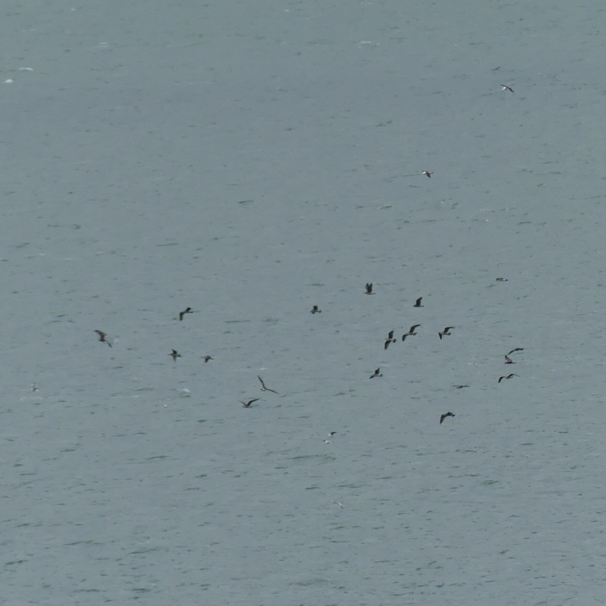 Kelp Gull - ML376140021