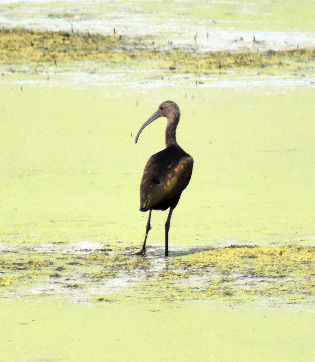 White-faced Ibis - Annabelle  Foos