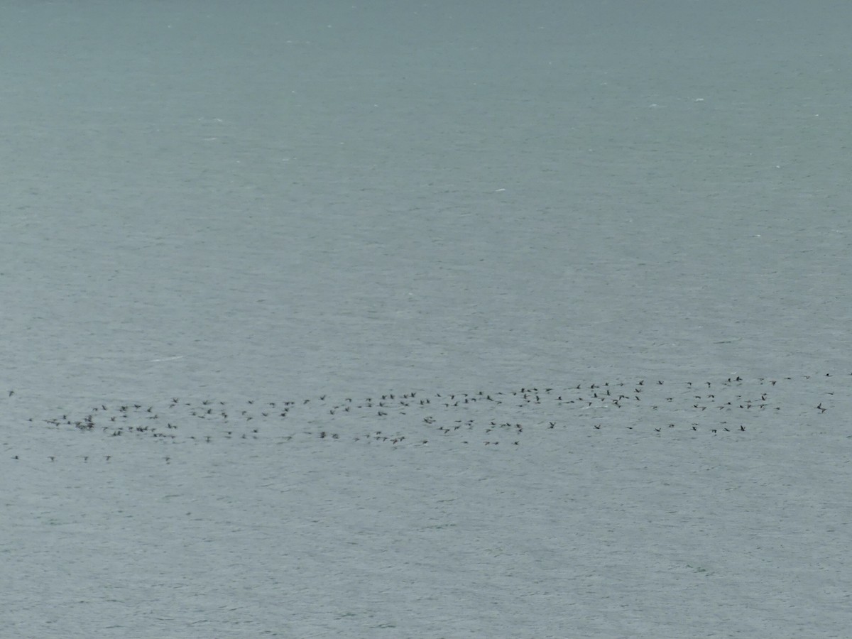 Spotted Shag - ML376140121