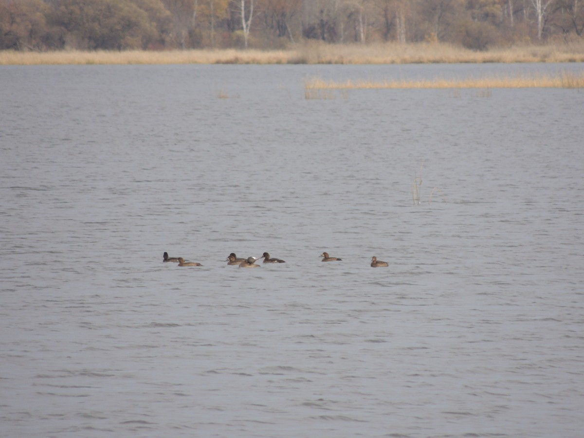 Greater Scaup - ML376140171