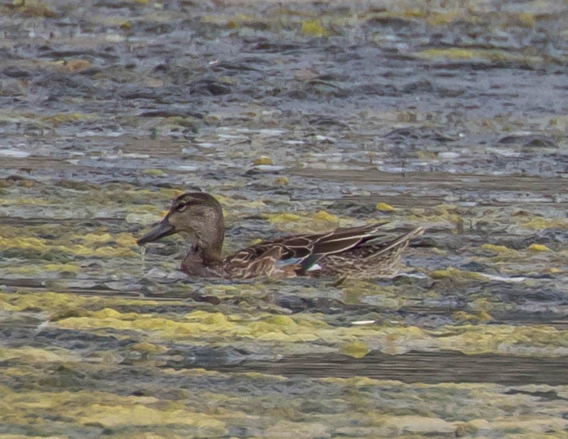 Blue-winged Teal - ML376141871