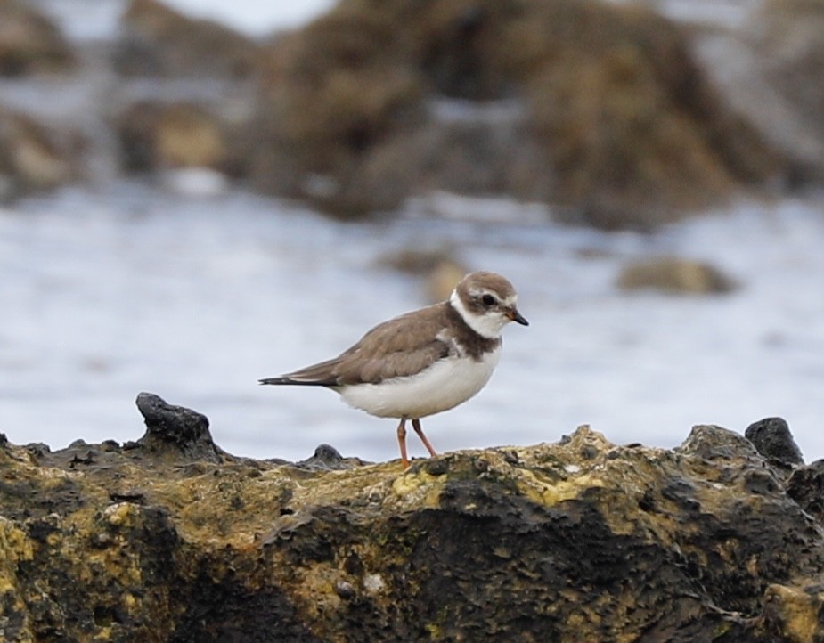 Semipalmated Plover - ML376142161