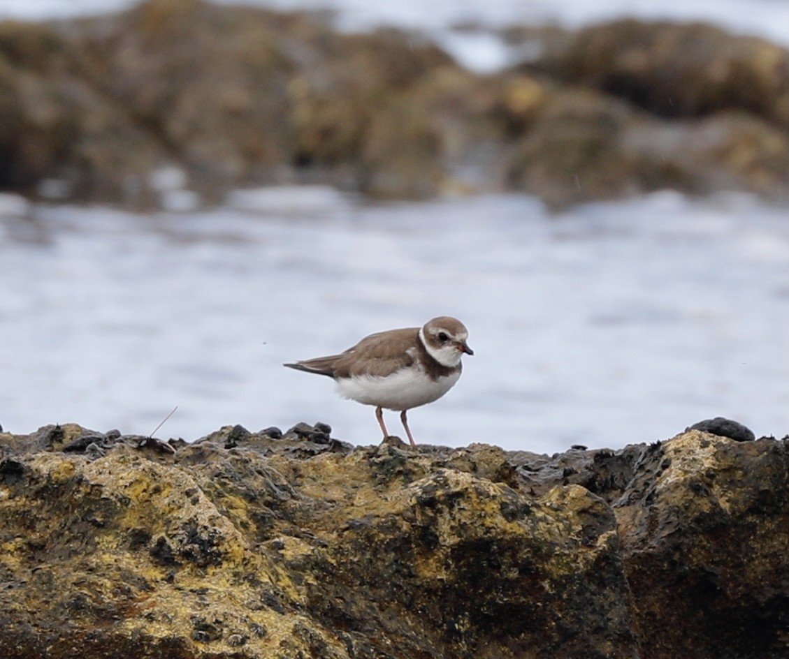 Semipalmated Plover - ML376142171