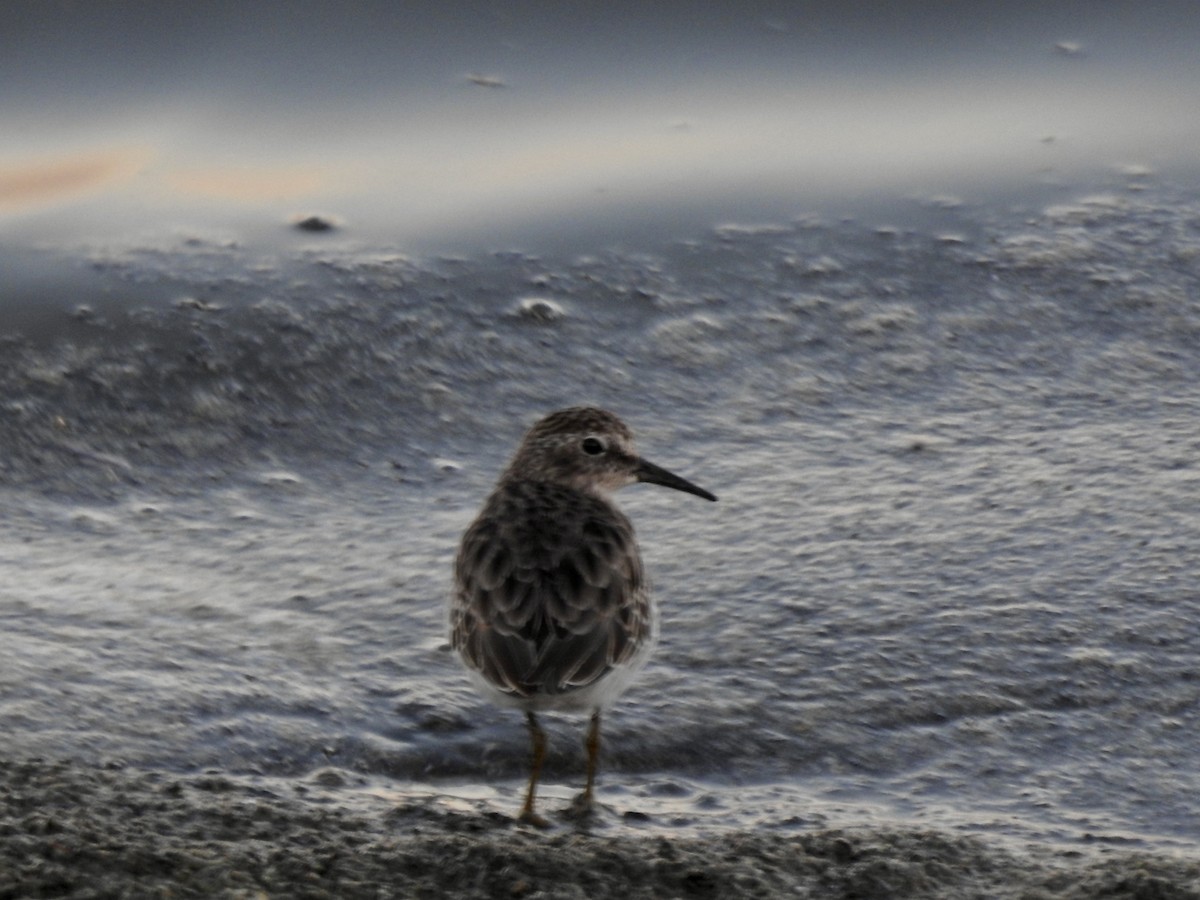 Least Sandpiper - ML376142611