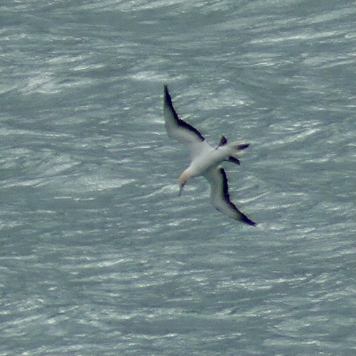 Australasian Gannet - ML376142681