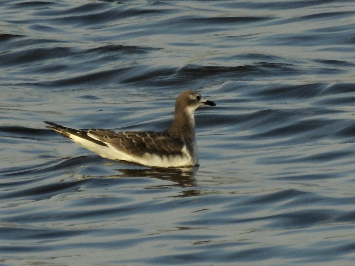 Sabine's Gull - ML376142801