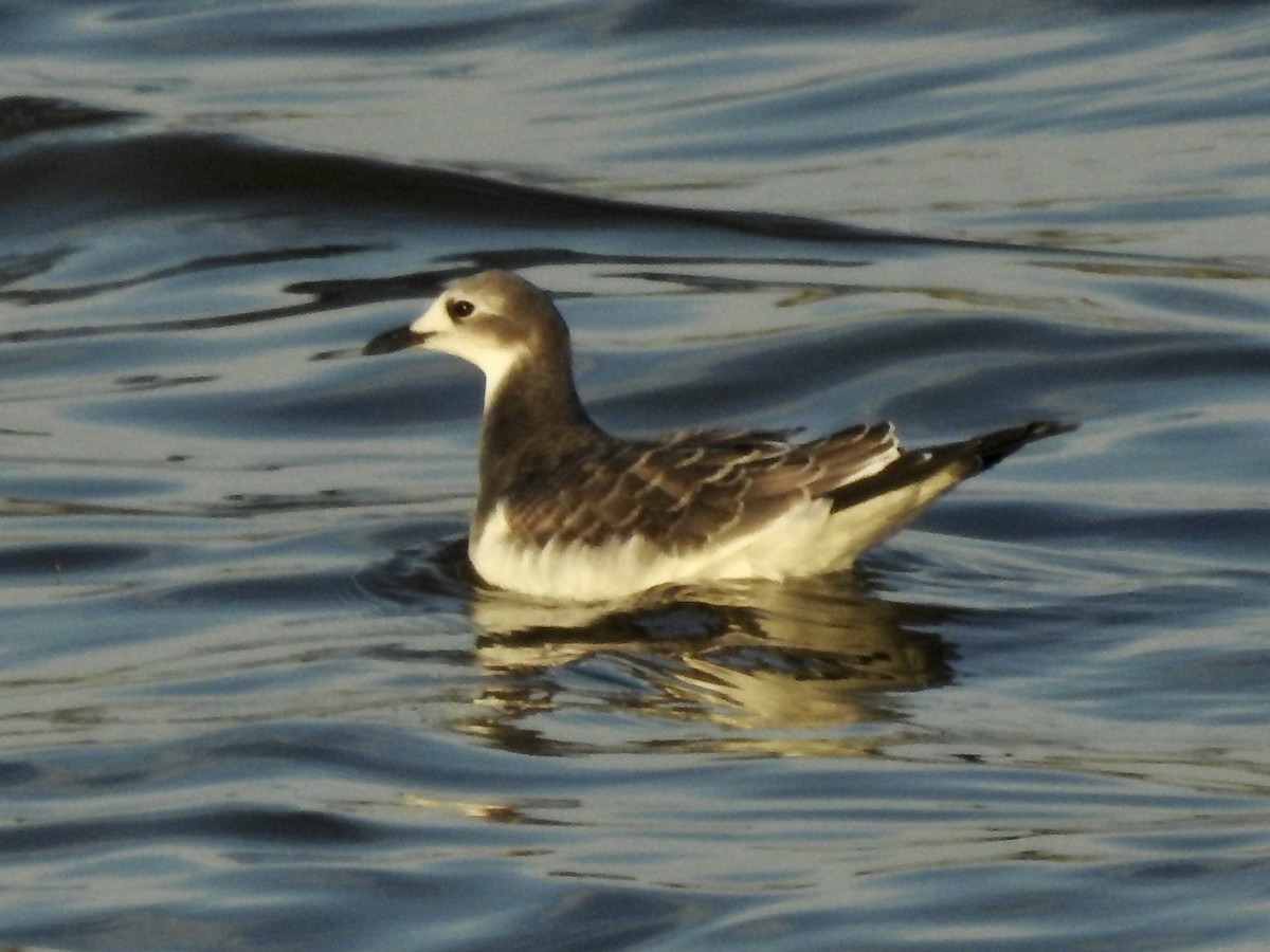 Sabine's Gull - ML376142811