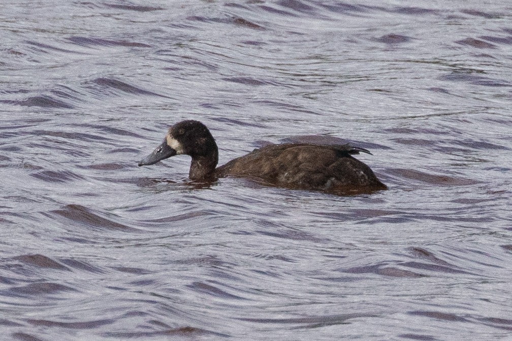 Greater Scaup - ML376144651