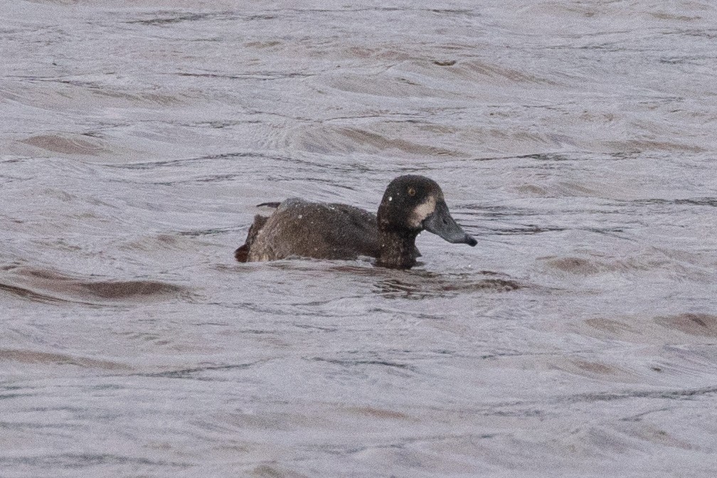 Greater Scaup - ML376144661